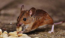24 Hour & Emergency Exterminators in North College Park, MD